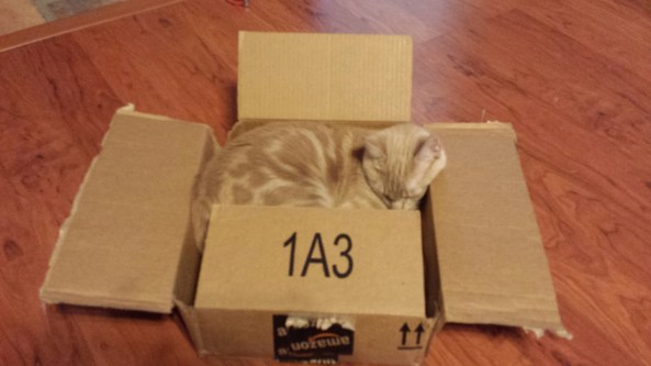 Cat Box